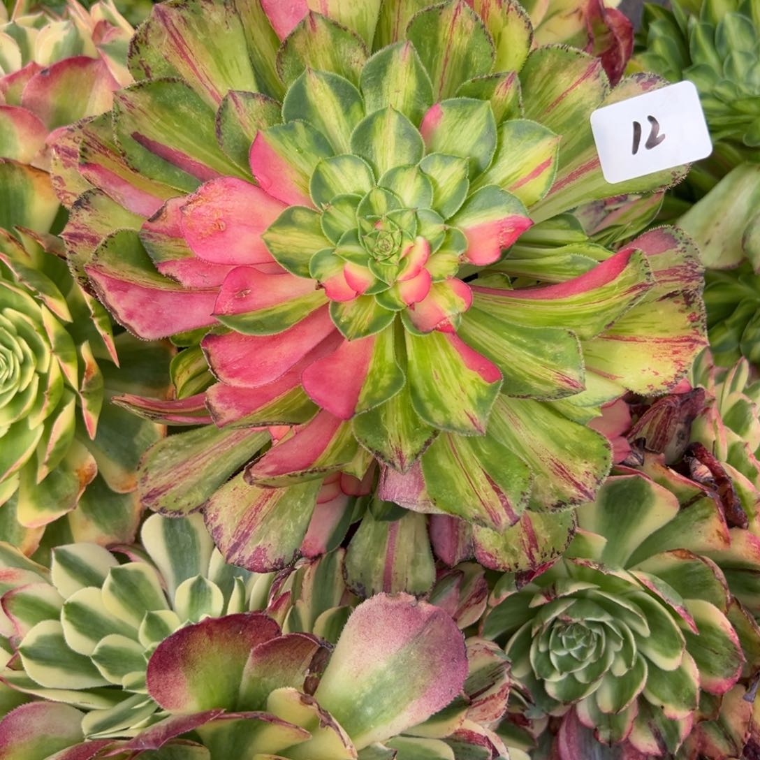 12知否无根多肉嘻嘻嘻