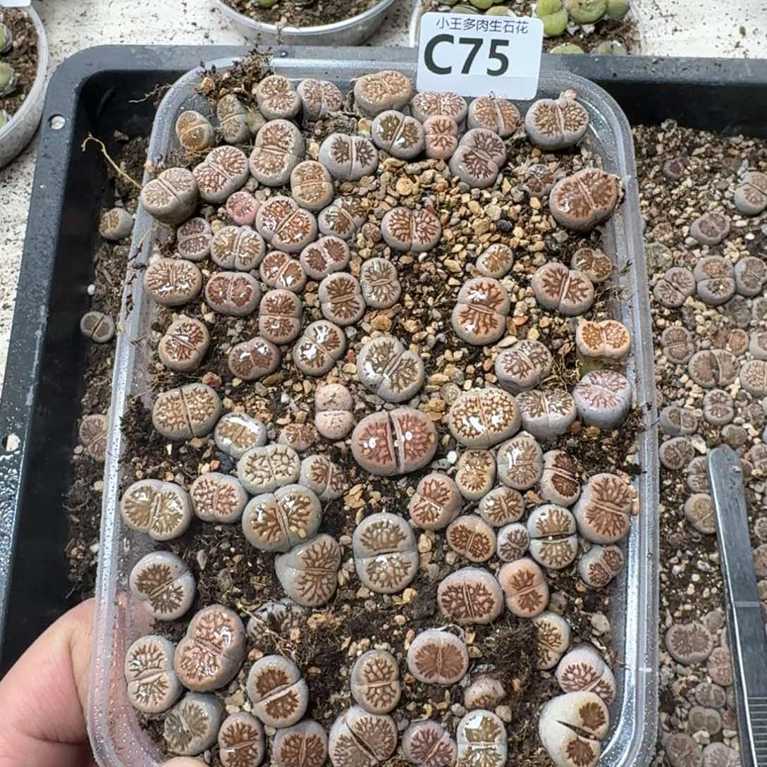 C75 菊一大盒。多肉植物