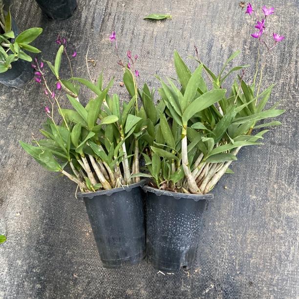 两盆一组特价澳洲石斛兰不带花当苗出苗子多原盆原土种植成活