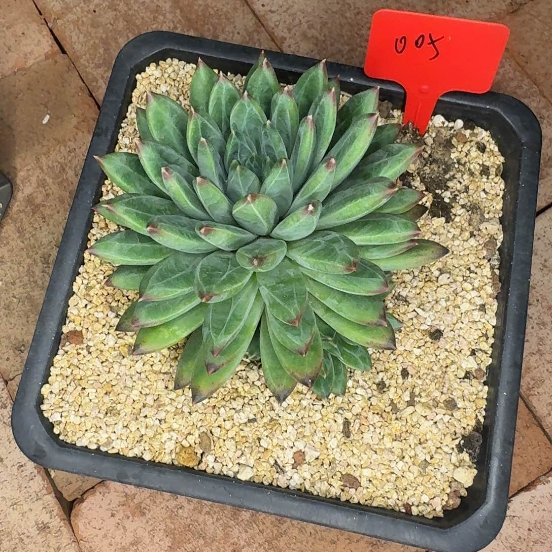 云南多肉小栈一物一拍005