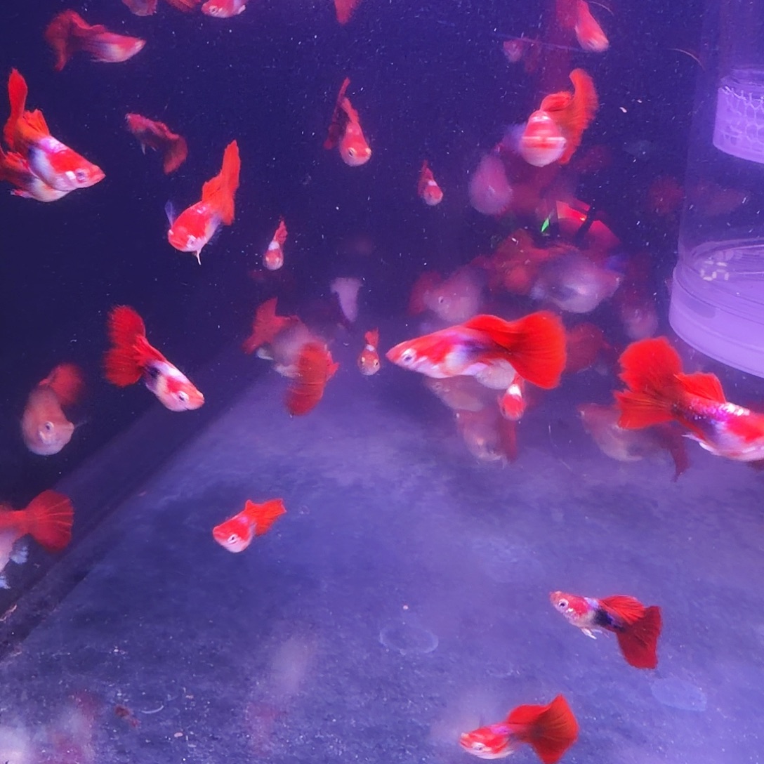 孔雀鱼大黄暴球种鱼5对(4对送1对备损)