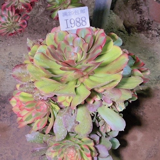 1988香妃多肉植物