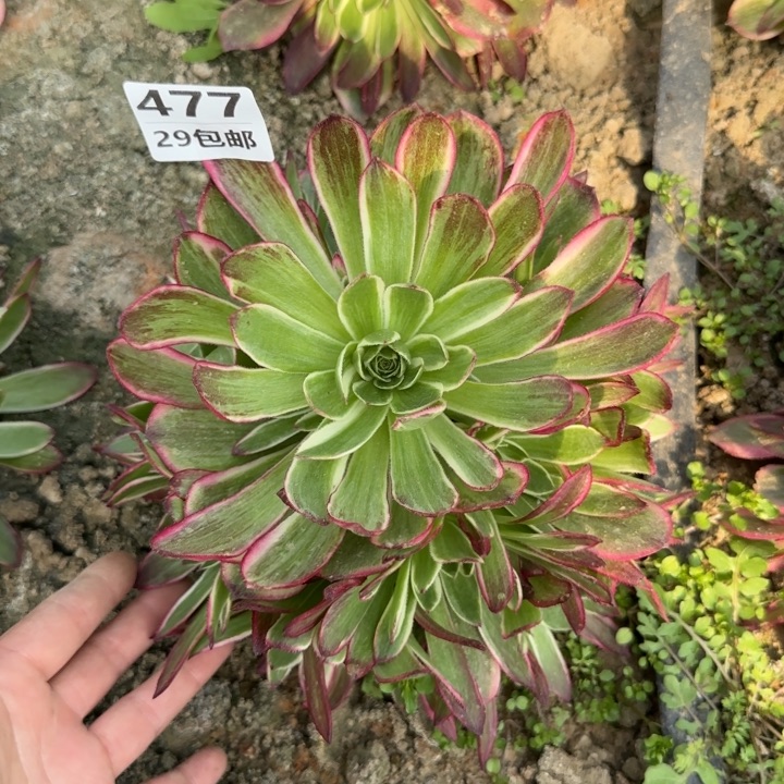 海王……多肉植物……