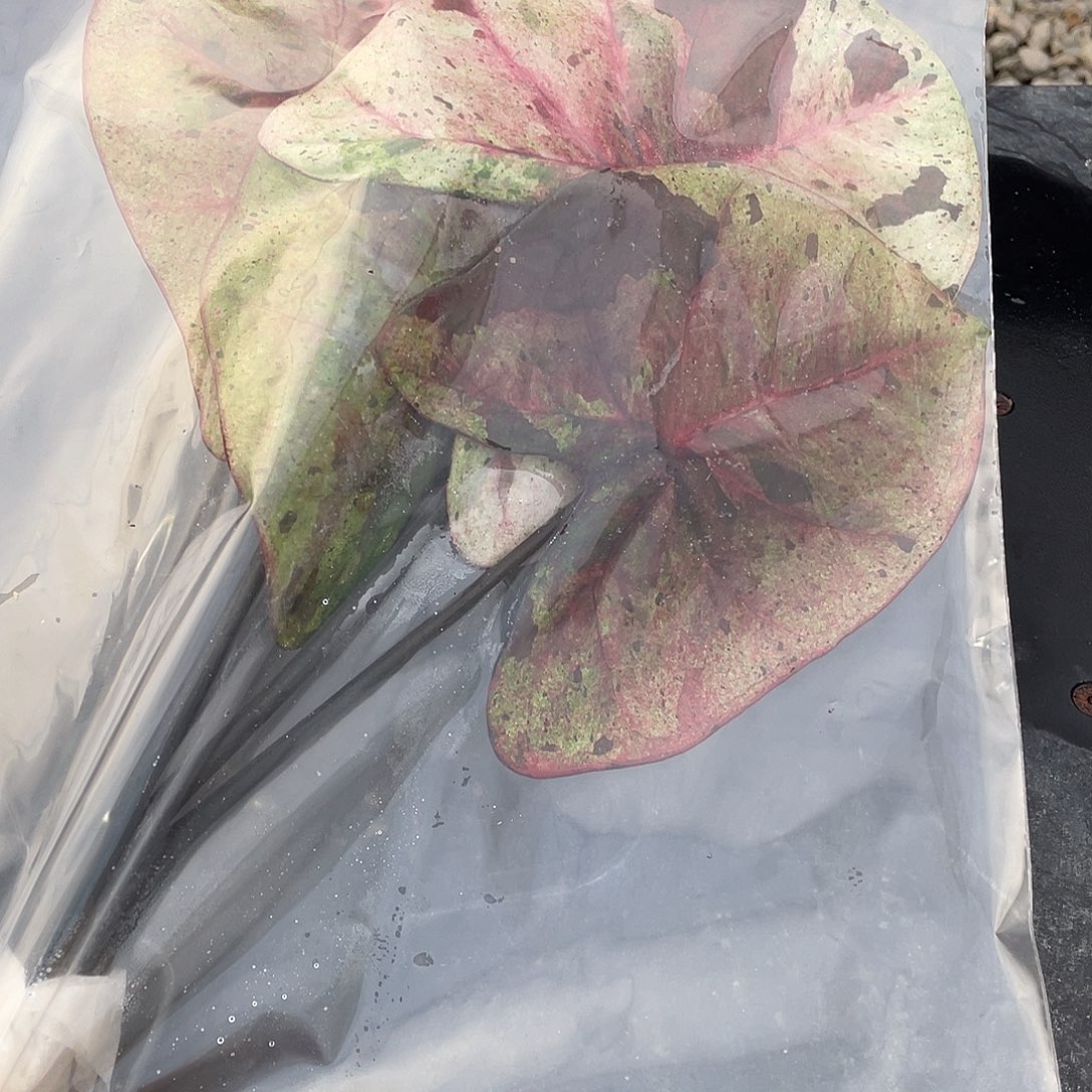 完全开放L031达摩袋装