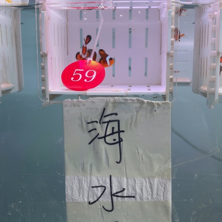 海水鱼精品黑边2条3-4