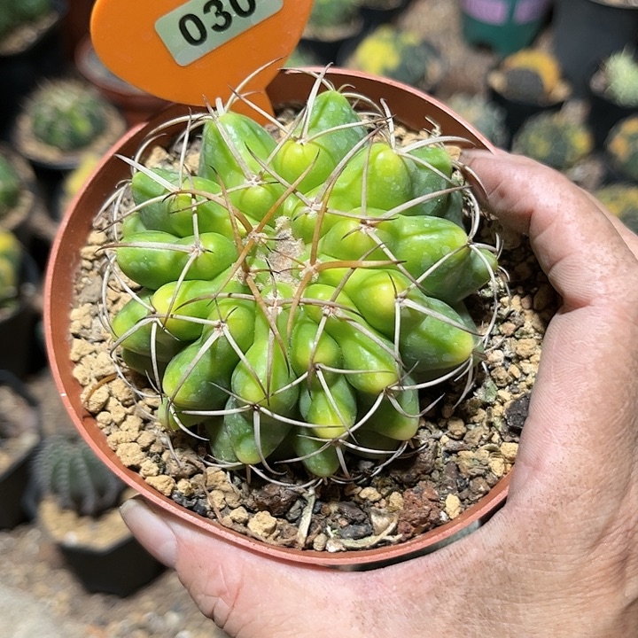 全部花朵首*111111111111