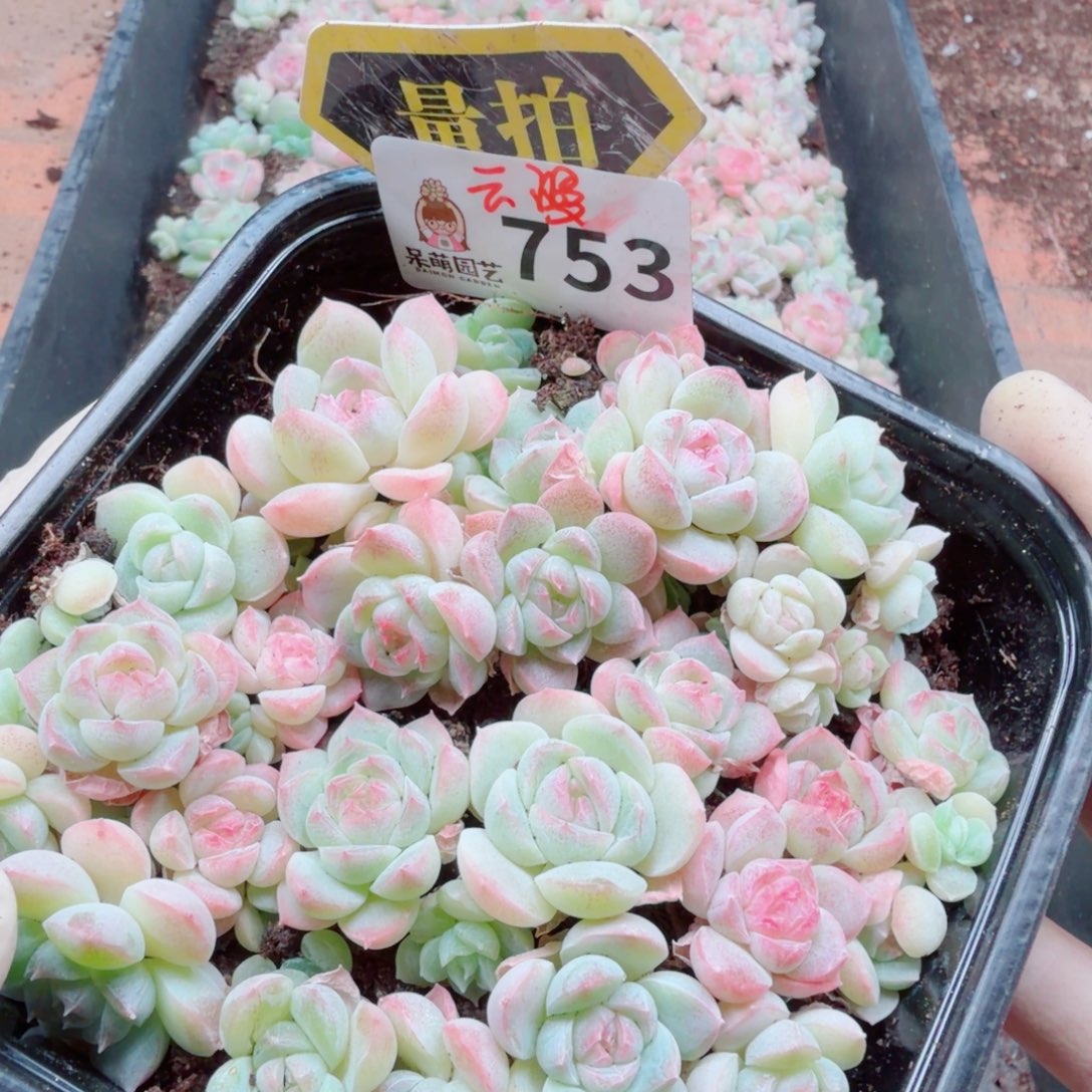 多肉植物多肉植物