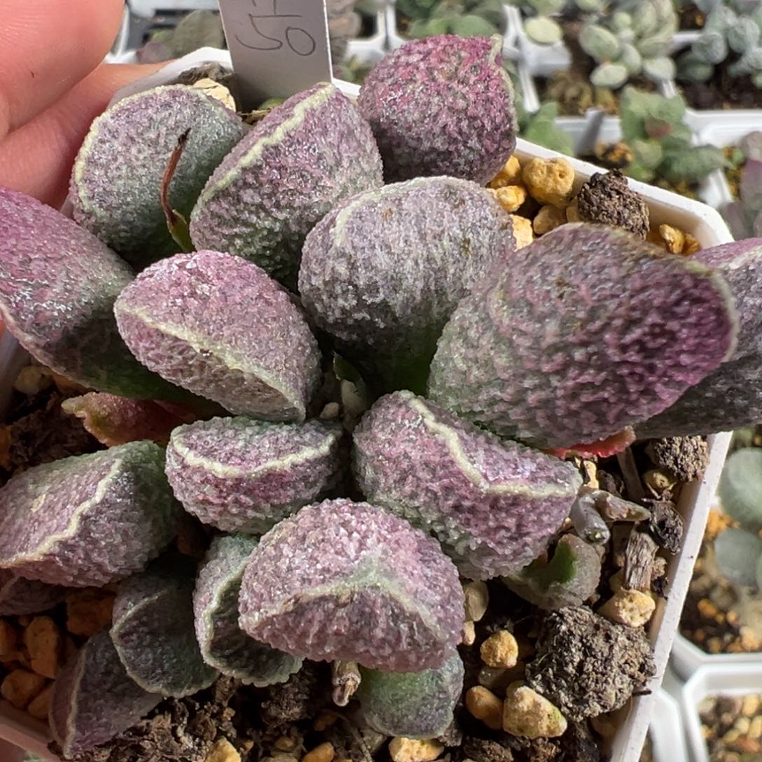 w带桩哈默猪肝多肉植物水泡