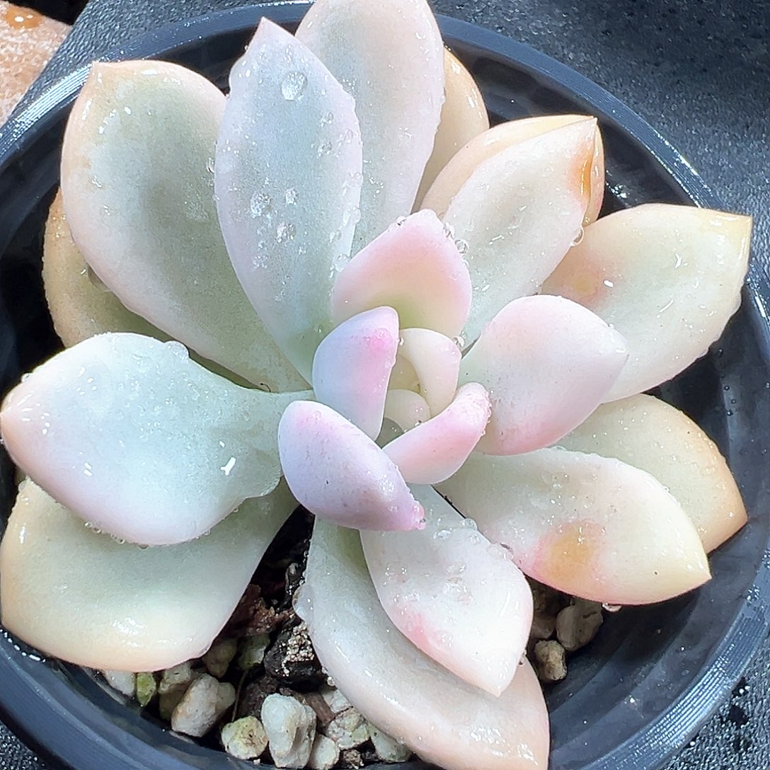 奥普锦 小方花圃一物一拍