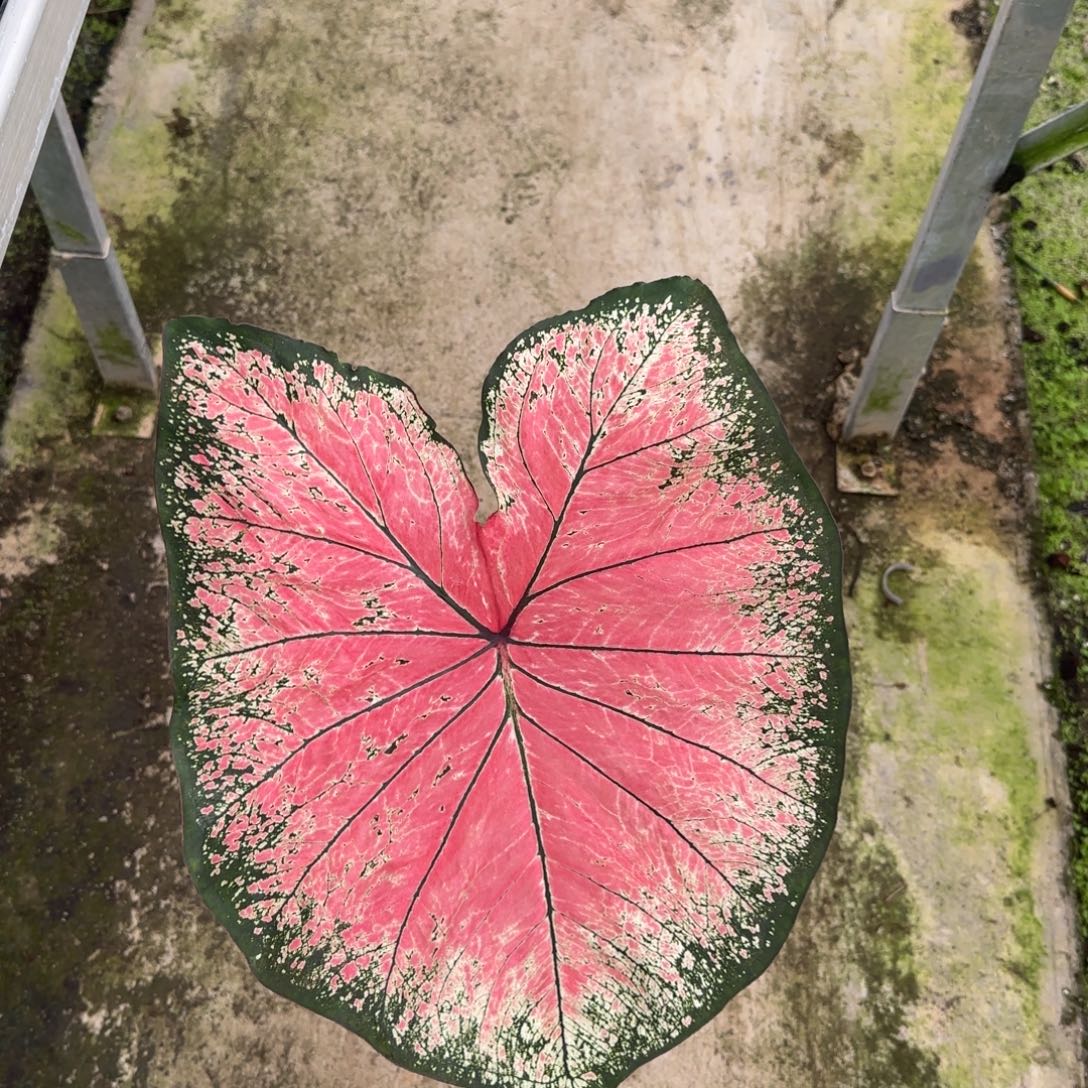 完全开放14莫妮卡不包叶损不包球