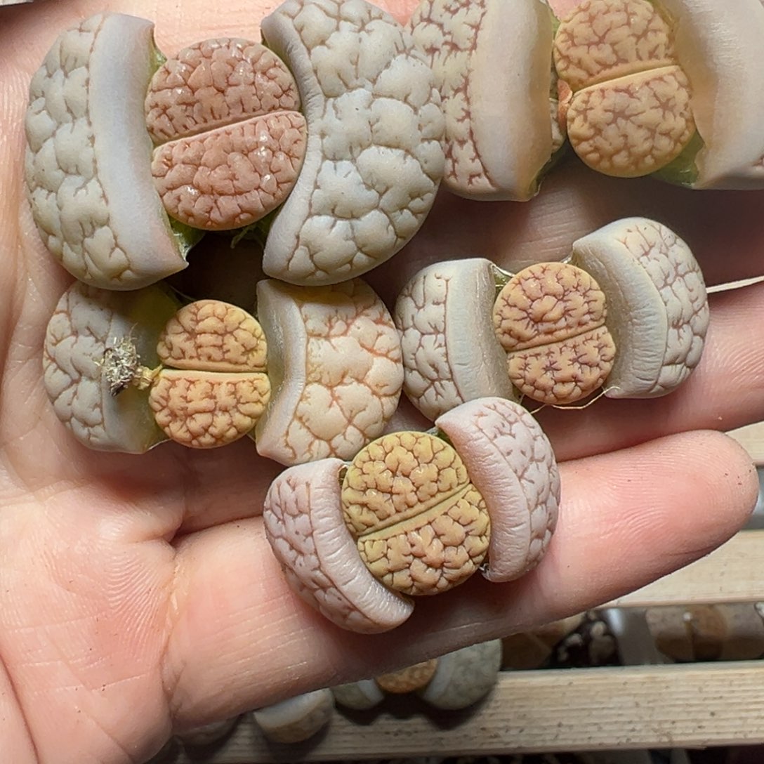 【闪购商品】猫***1092……