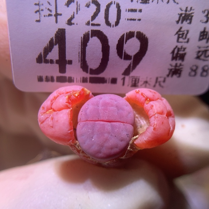 精品生石花220.409蔓越莓