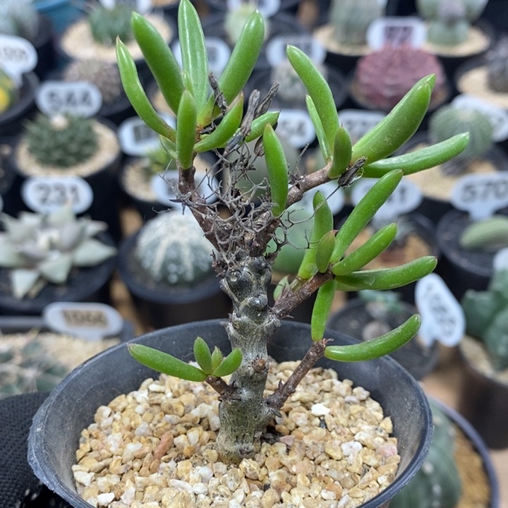 黑曼巴奇峰锦1069号高度7cm