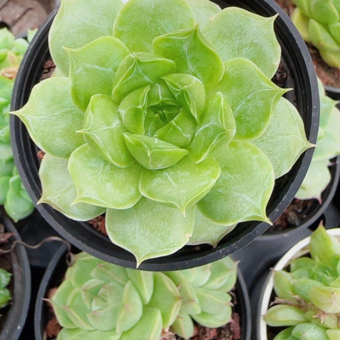 晓***娟花语逸镜0701-50女王