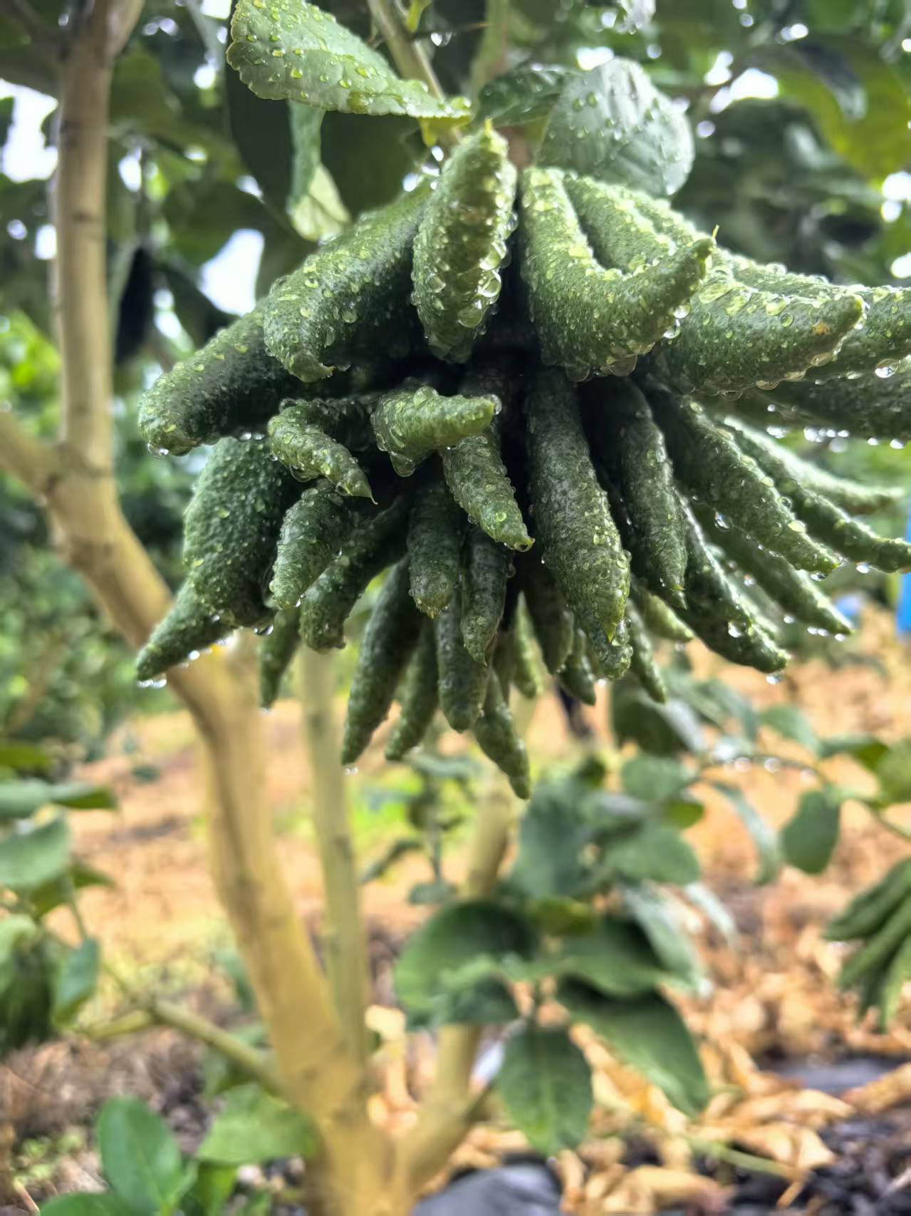 清供礼佛观赏水培可食用云南高山佛手柑室内水培绿植正宗绿植盆栽