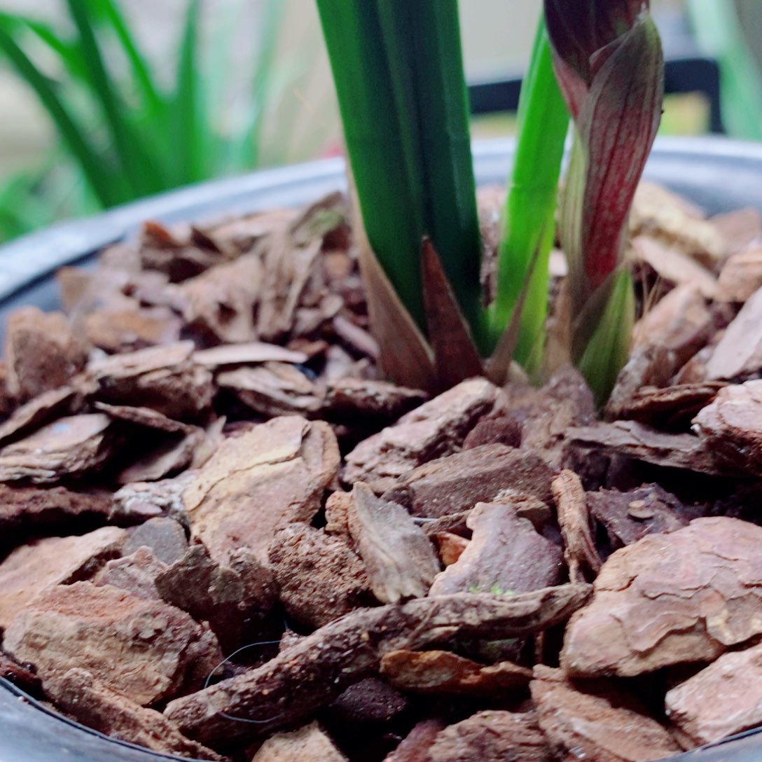 大部分花苞少量开放