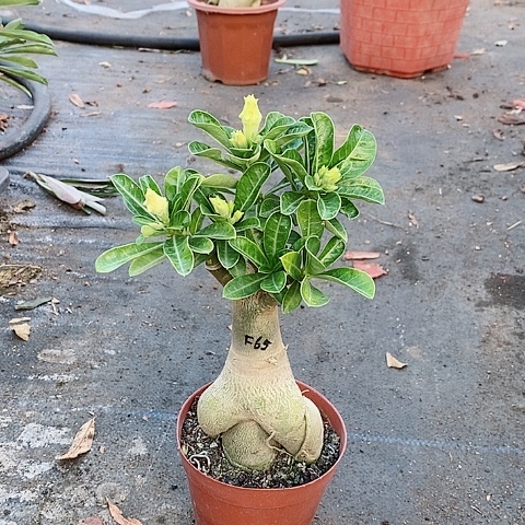 【闪购商品】无花朵小