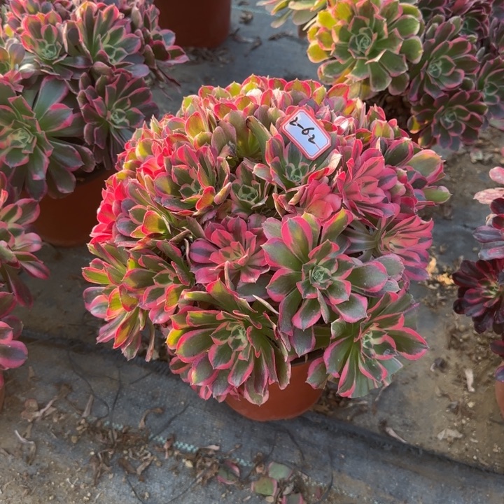 2-62皇后朵朵处理不包售后