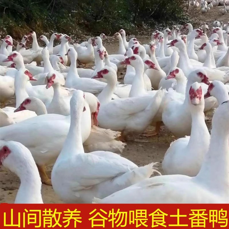 【靠扑滋味】福建农家散养红脸白毛番鸭现杀土鸭子清水飞鸭新鲜生鸭肉老红头鸭