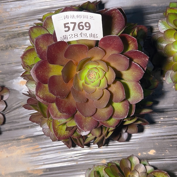 5769桃花石多肉植物2号