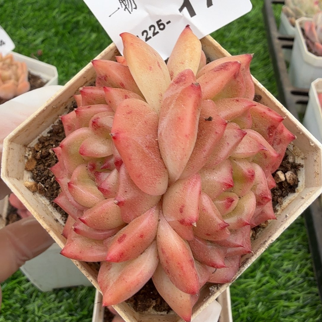 1225-17多肉一物一拍