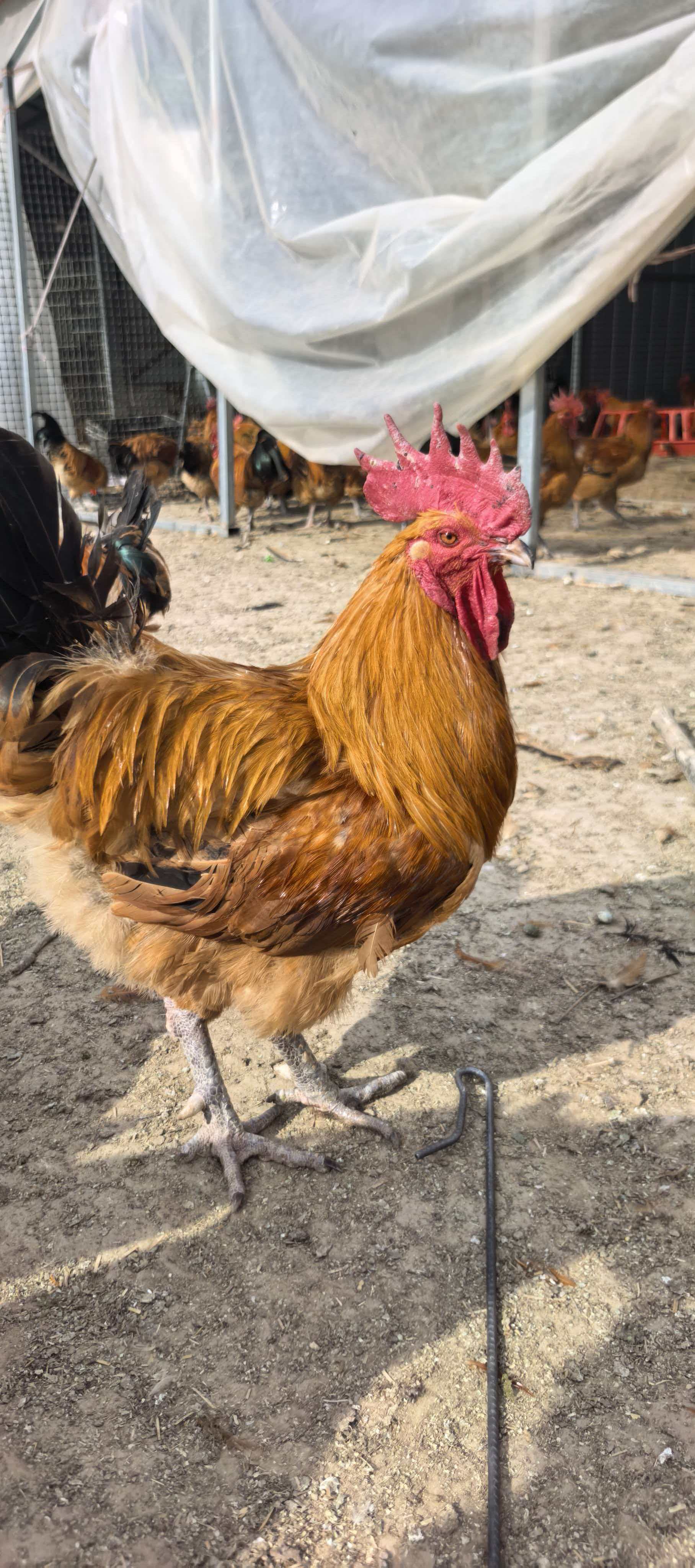 2年以上农家散养公鸡（脚蹬3公分左右） 包冰率不含冰