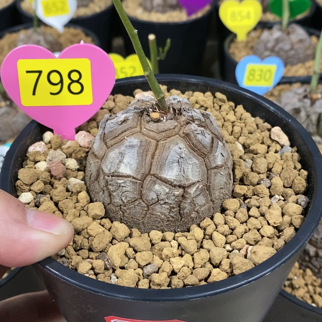 南非龟甲龙龟甲龙