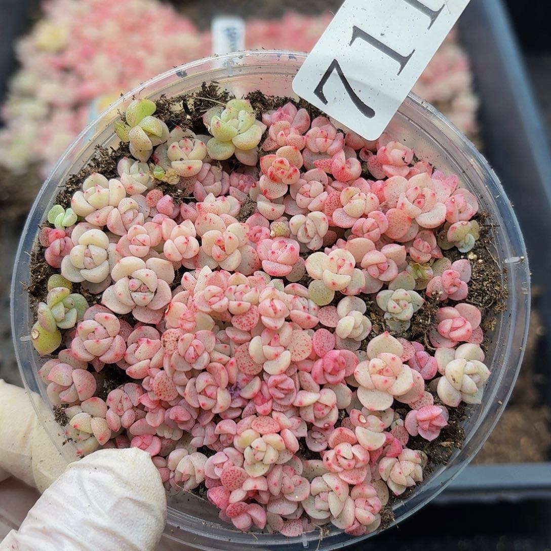 多肉植物多肉植物711