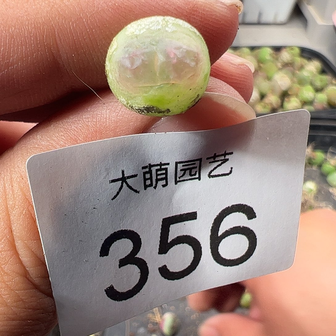 一物一拍。       356