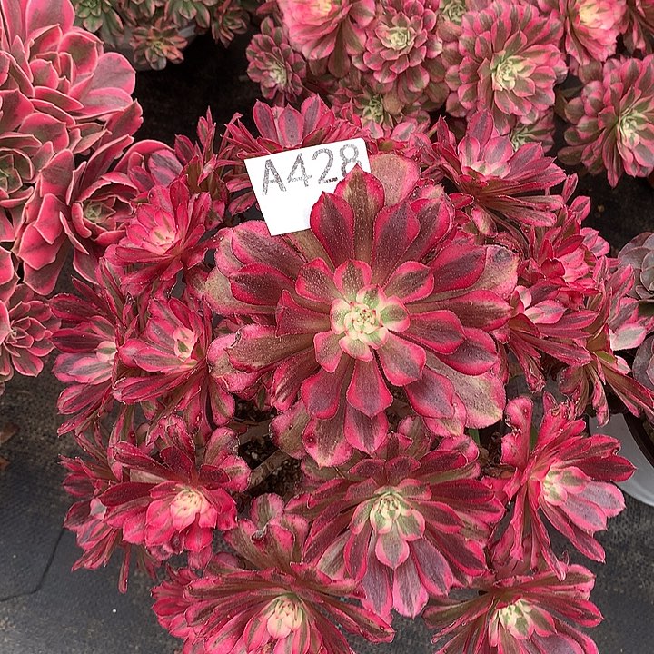 428.红铜白多肉植物