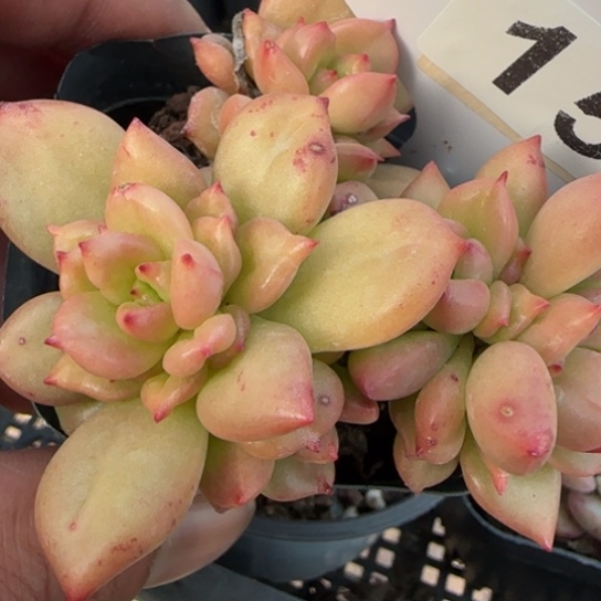 155苹果花一物一拍多肉