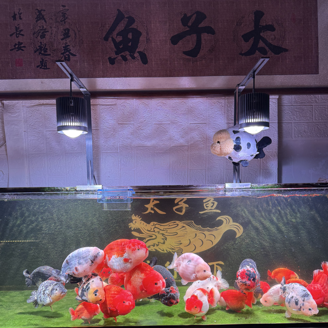 好养耐活的兰寿冷水观赏鱼活体鱼直播为准