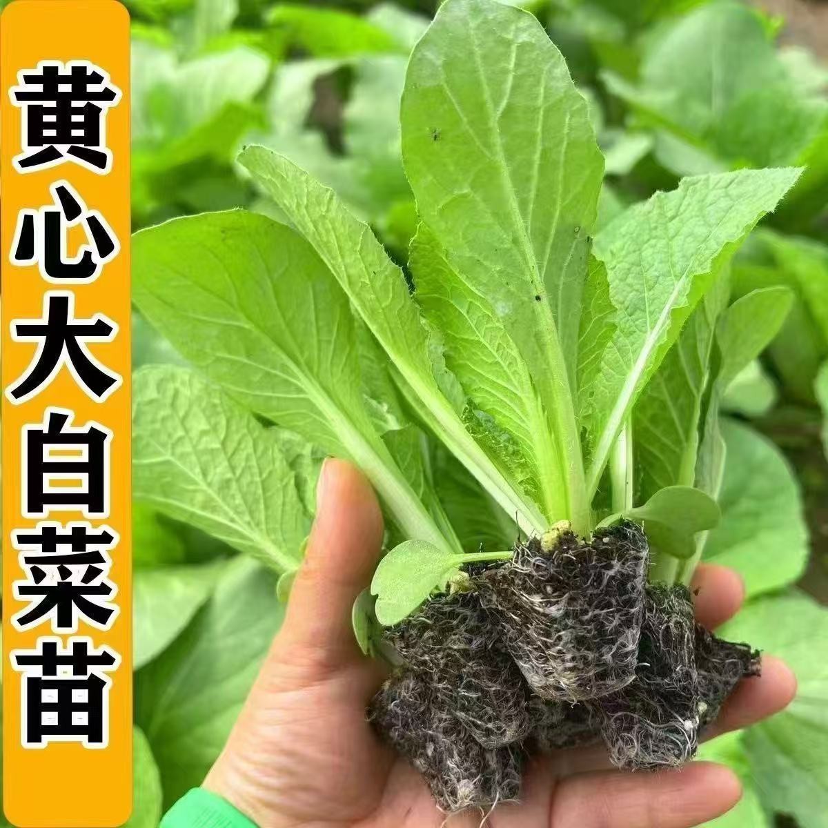 黄心大白菜秧苗带土发货秋冬季菜园庭院种植蔬菜苗子穴盘育苗秧苗