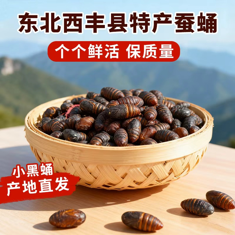 东北特产新鲜柞树蚕蛹小黑蛹