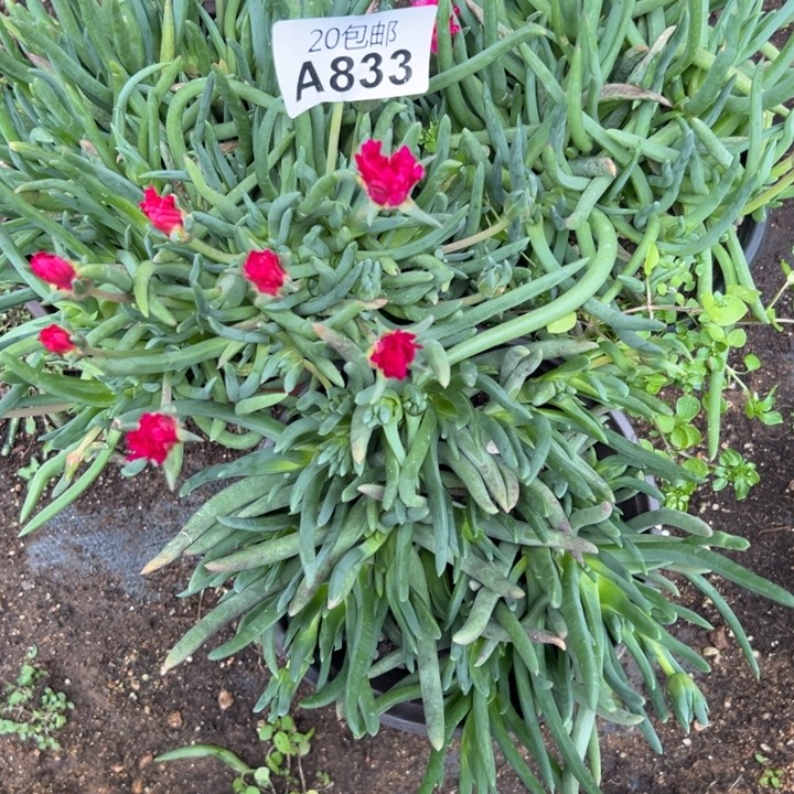 多肉植物833不售后