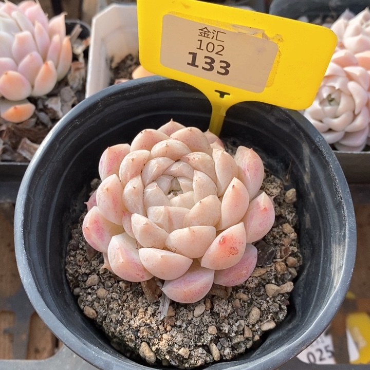 福利多多。102133