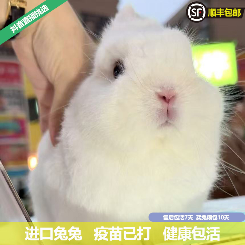 美系双血统侏儒兔长不大宠物兔活体