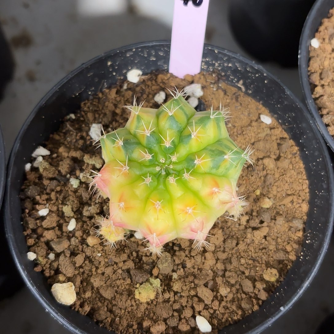 l****n泰国米哈40-0203