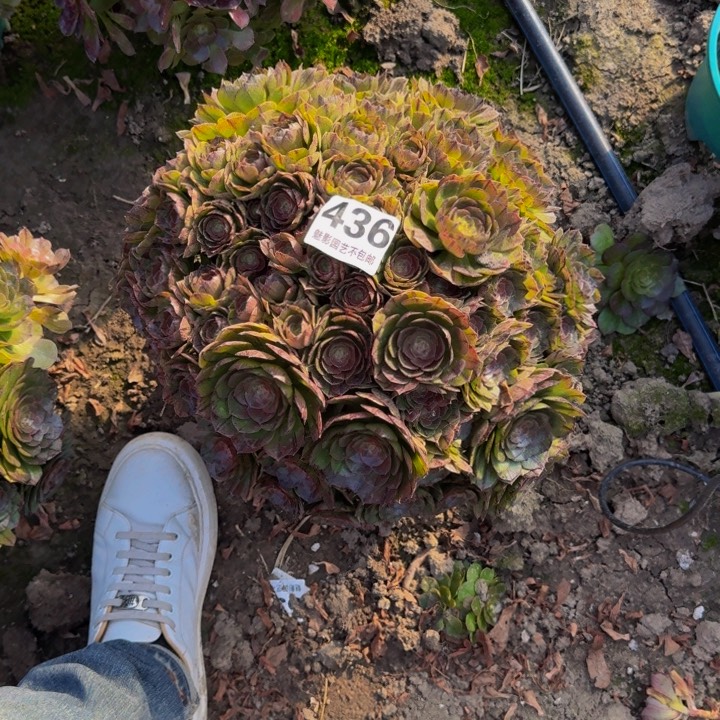 拉丝花27-43包邮花花