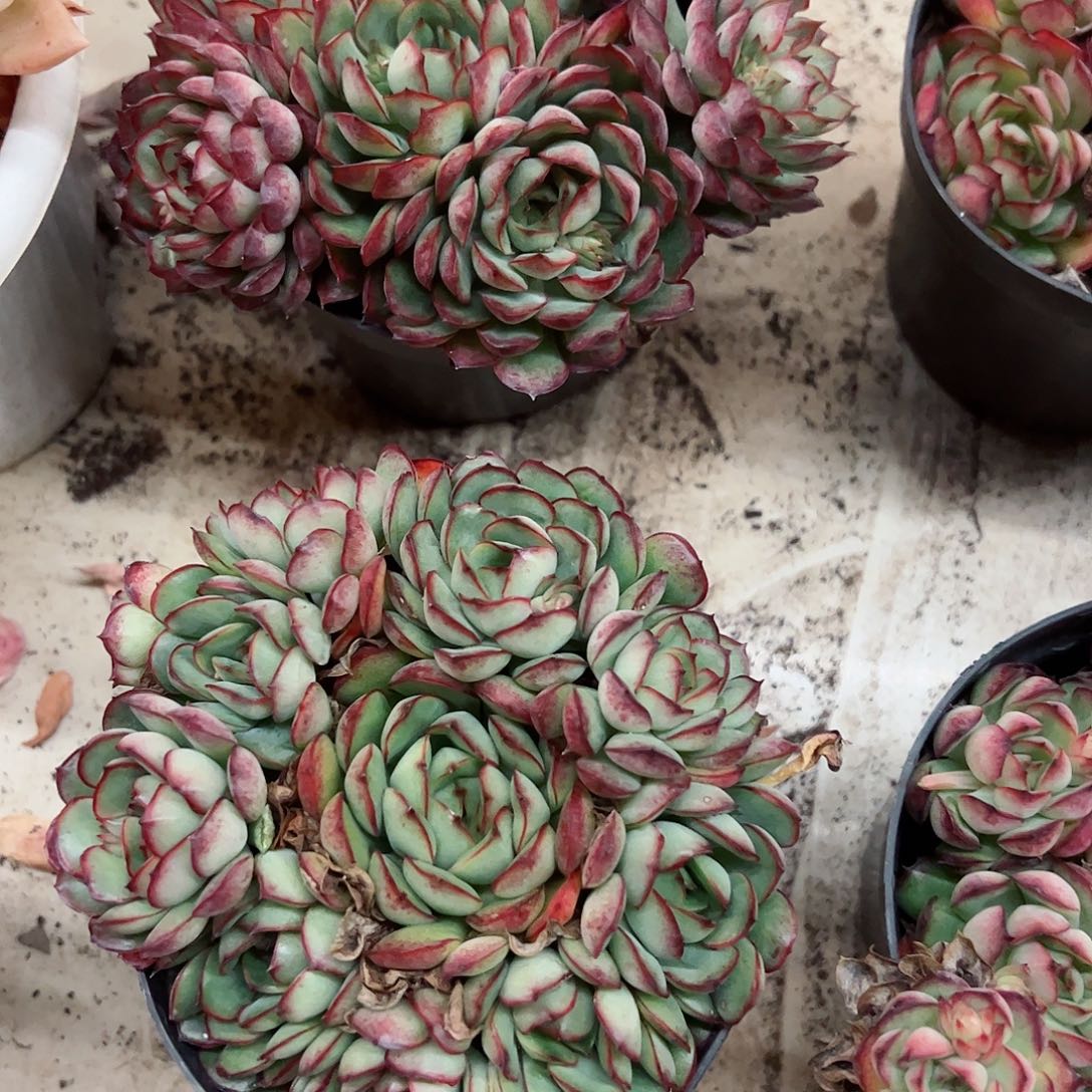 梦幻女王精品多肉