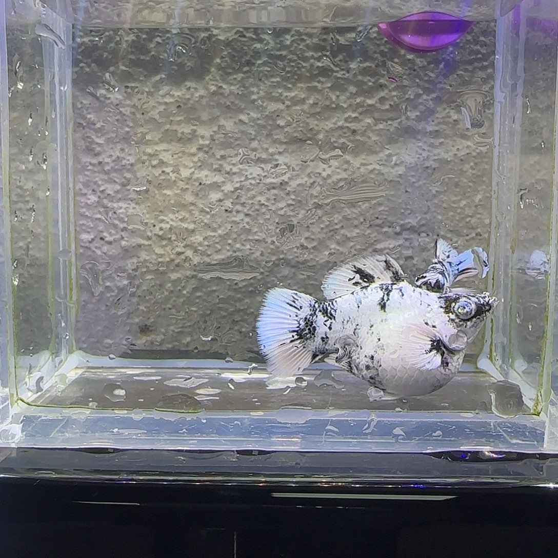 孔雀鱼水墨种鱼。63号