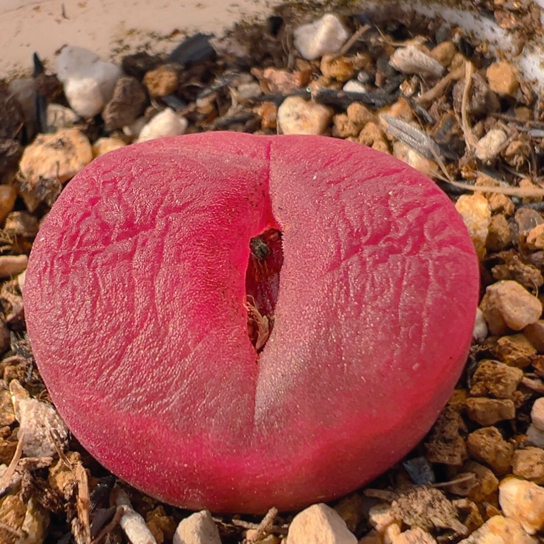 107多肉植物百科知识