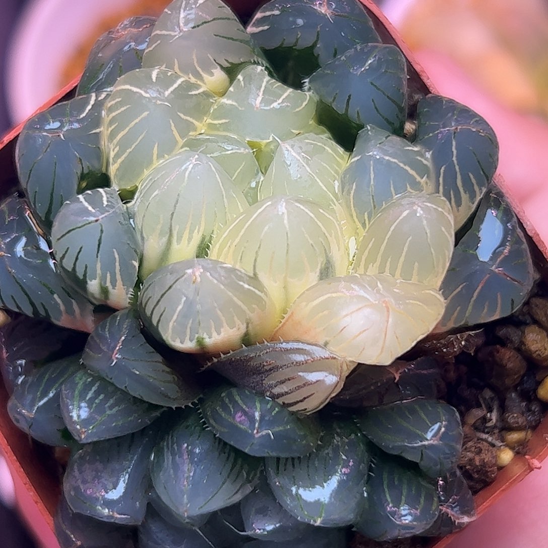 实生玉露锦糊斑五公分