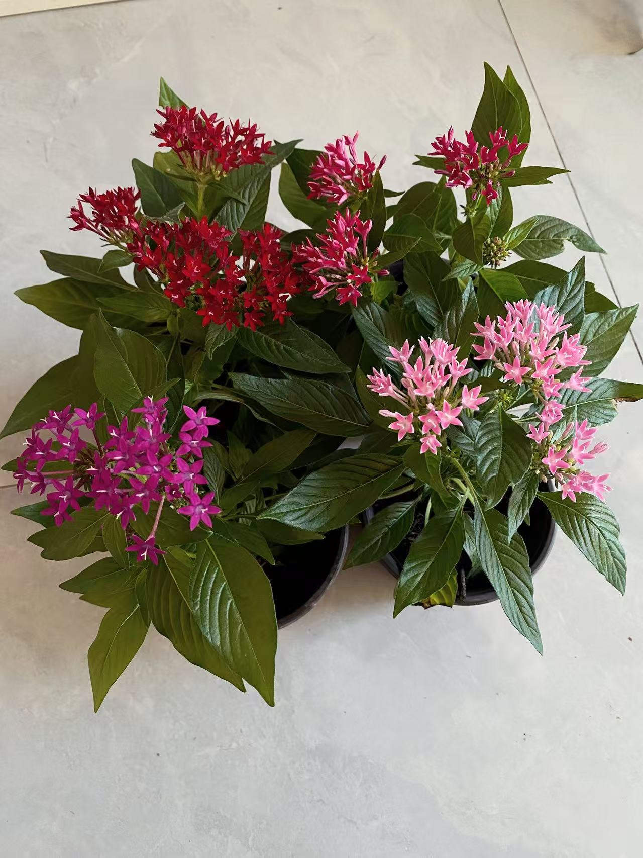 繁星花盆栽成品带花苞耐热耐晒室内外多年生四季开花植物