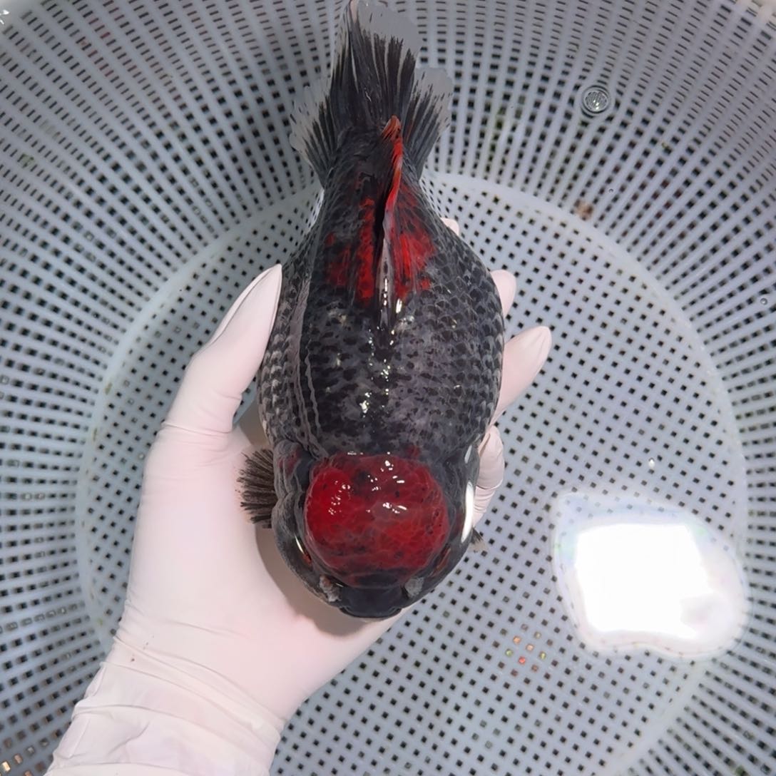 金鱼类不分公母15