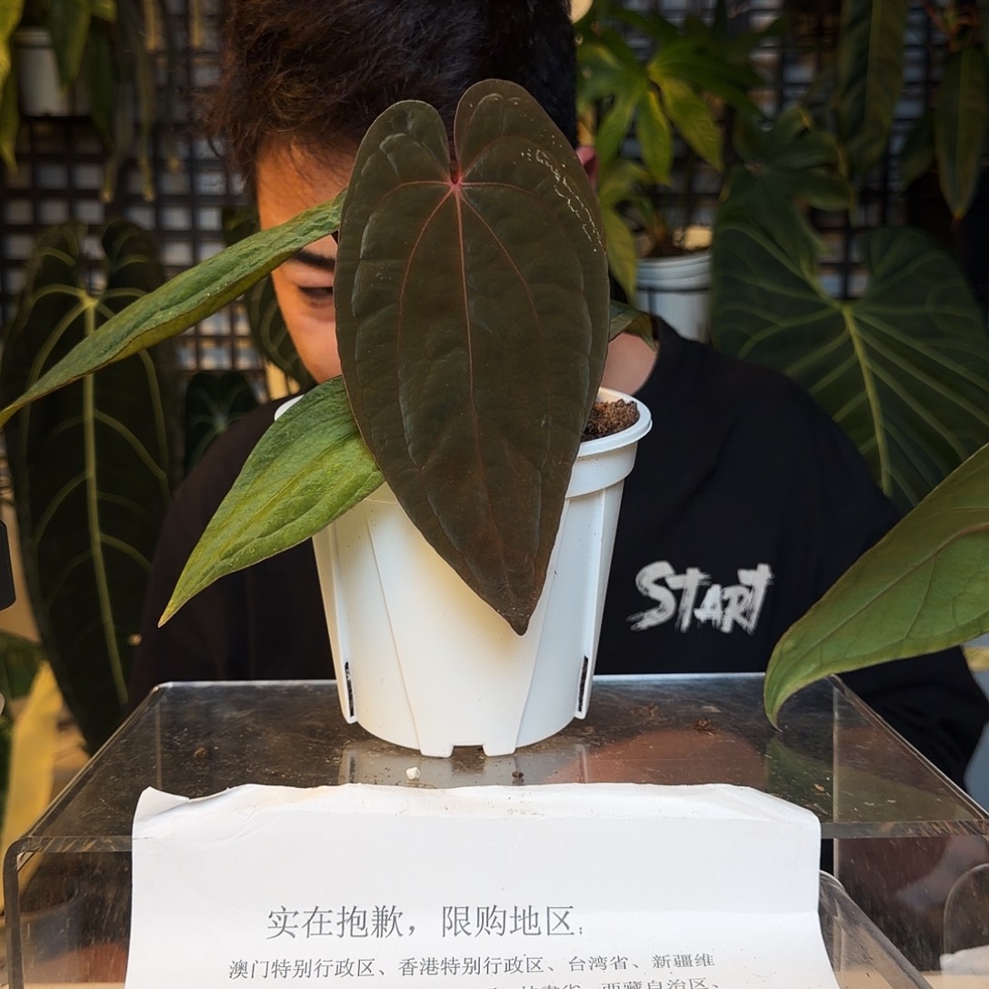 完全开放P24黑凤凰