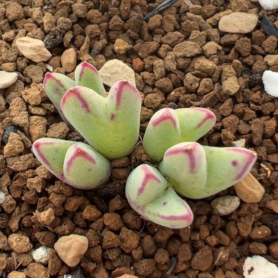 72多肉植物原始斑马
