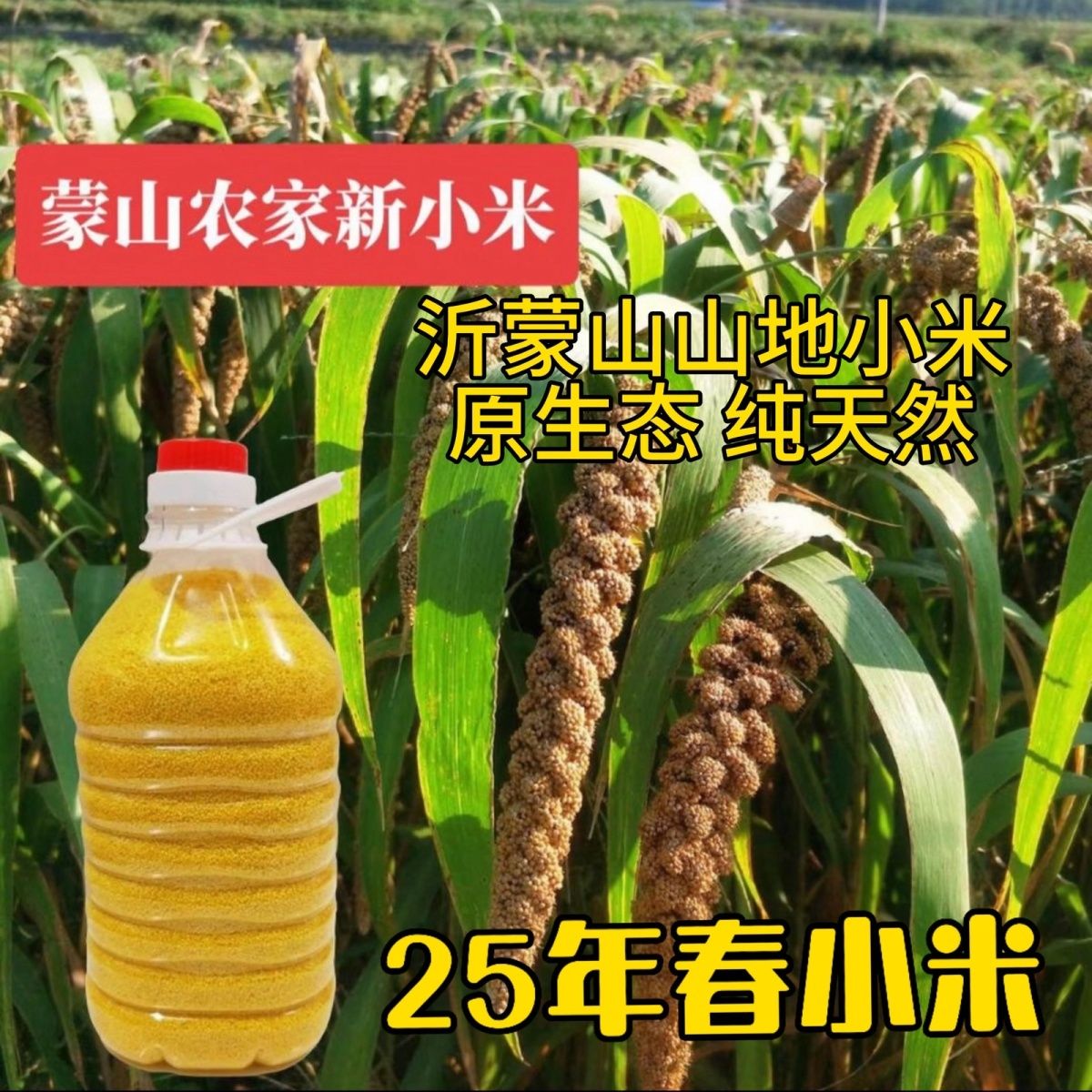 【一枝花专属】沂蒙山黄小米5斤桶装 新米米油厚 