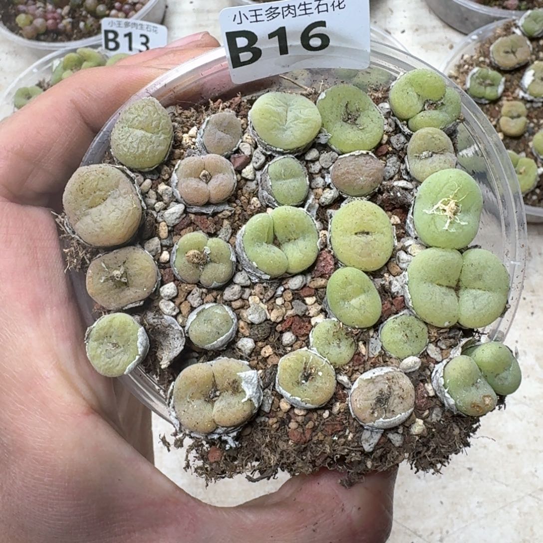 B16孔卡佛一盒大年份