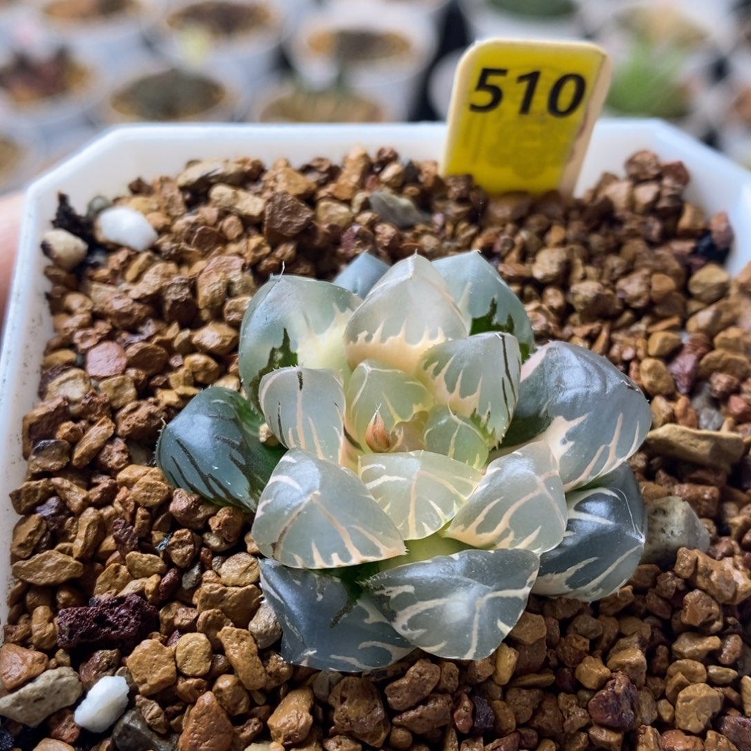 510号糊斑水中月玉露锦